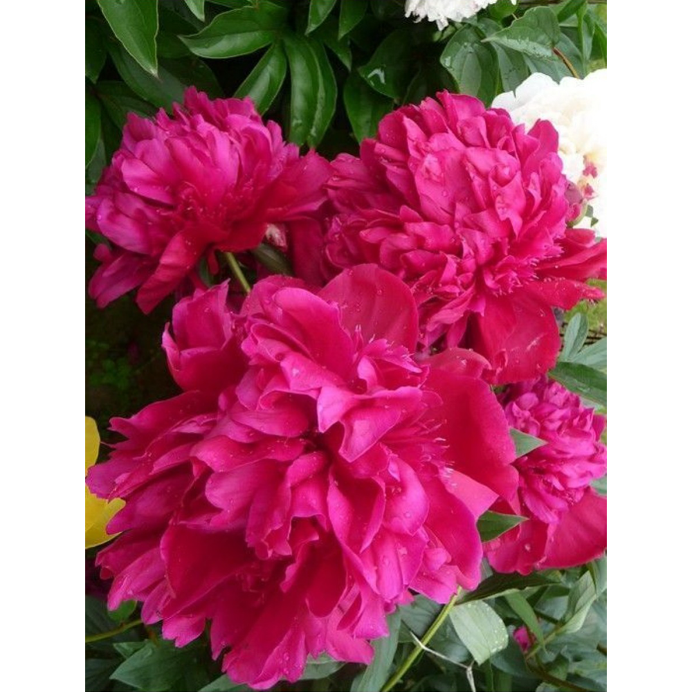 Семена цветов «Пион Victoire de la Marne» 10411, р.2/3, клубень, 1 шт ...